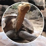 Sex Addicted Tortoise ($Tortoise)