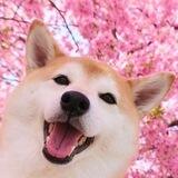 CHARMY INU -PORTAL