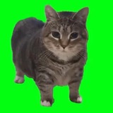 Spincat SOL - PORTAL