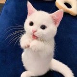 Cuteyoko