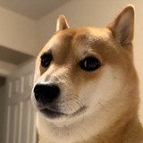 New Doge (yumi