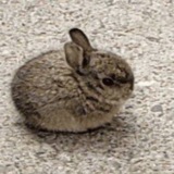 $BUN PORTAL