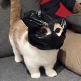 Crime Kitty Portal