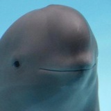 Smiling Dolphin 🐬 - Portal