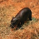 HAGGIS