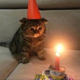 Lonely Cat Club