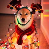Christmas doge CTO