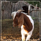 Worlds Most Famous Goat