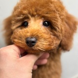 Мой Груминг🐾📸