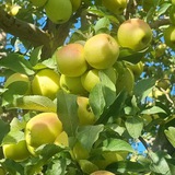 باغداری بهتر☘️agri.kuod