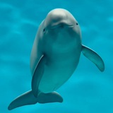 $CHIHARU - Smiling Dolphin's Sister