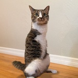 $DUCK - Two Legged Cat