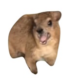 pablo the hyrax | portal