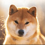 KAGASOU (Official Shiba Inu Name)