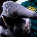 Singapore Zoo Giant Anteater