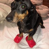 DogWifCrocs Solana