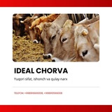 IDEAL CHORVA