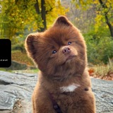 Bertram The Pomeranian