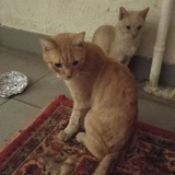 Кошки Нагатино помощь🆘️