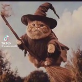 Magical Wizard Cat | CTO