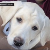 Justice for OSO