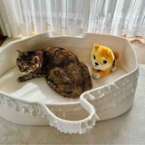 $CATE [ SOL ] | DOGE’s Bestfriend