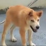 Doggo Portal