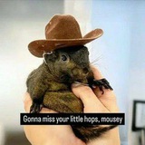 Mousey Cto Portal.