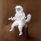 WhyCat | ETH