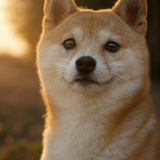 TagDoge社区