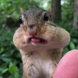 @chipmunksoftiktok