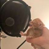 Котик-мурлыка ✨