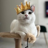 Покупка/Продажа/Обмен Cat Coin