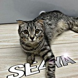 Se4ya | SO2
