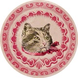 Домашняя Кошка