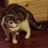 Loading Cat