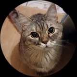 Гелины будни🐾