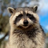 FRED THE RACCOON PORTAL