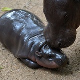 Cute Hippo - Portal