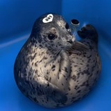 Biscuits The Seal Portal