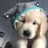 Shark dog