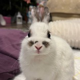 КРОЛИК ТОША🐰🐇