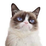 Grumpy Cat | Portal