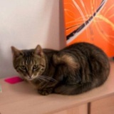 $ETHY - Ethereum Cat - Portal
