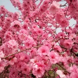 桃花外围🌸北京精选