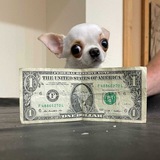 smol dog | $pearl