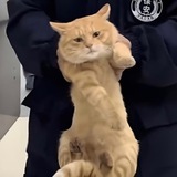 The Cat Burglar Rudy