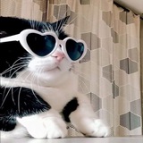 The Dancing Cat - Nina