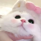 婉婉信誉频道
