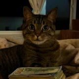 Catnomic Pre-Verify